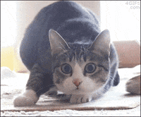 Norvina-cat GIFs - Get the best GIF on GIPHY